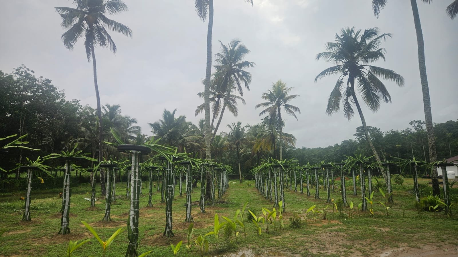 Dragon fruit plantation